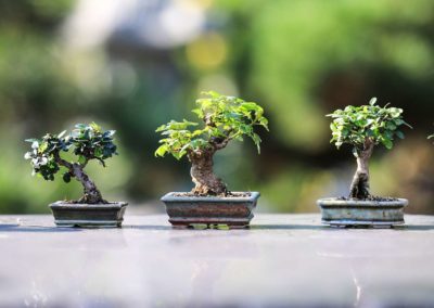 Rosanna-Latiano-Fiori-Bonsai